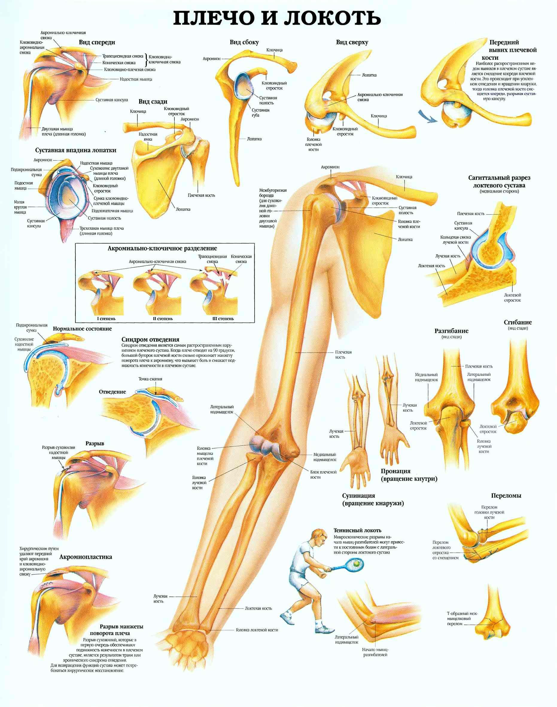 Анатомия локтевого сустава человека